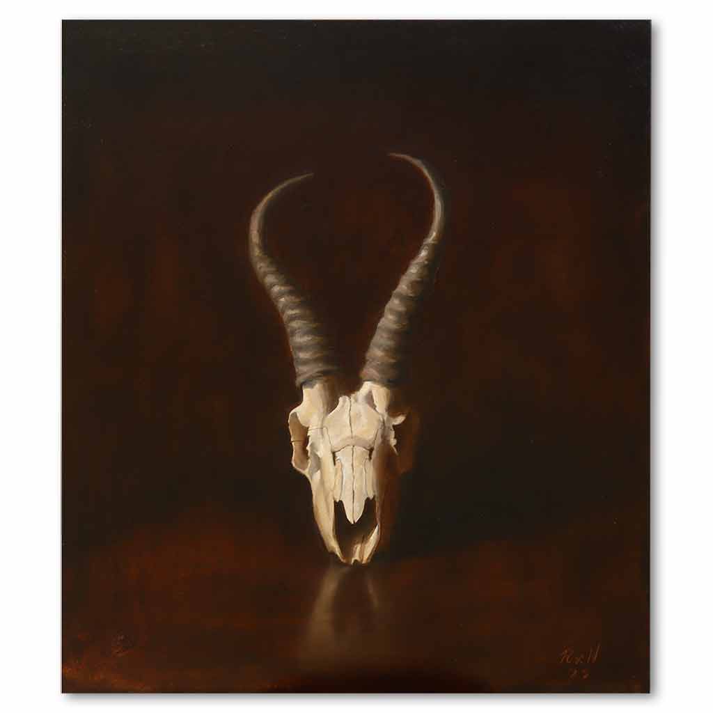 Animal Skull